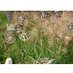 Griechische Landschildkröte