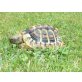 Griechische Landschildkröte