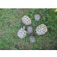 Griechische Landschildkröte