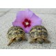 Griechische Landschildkröte