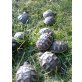 Griechische Landschildkröte