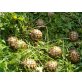 Griechische Landschildkröte