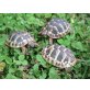 Griechische Landschildkröte