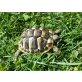 Griechische Landschildkröte