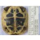 Griechische Landschildkröte