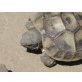 Griechische Landschildkröte