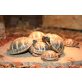 Griechische Landschildkröte