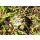 Griechische Landschildkröte