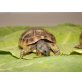 Griechische Landschildkröte