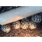 Griechische Landschildkröte
