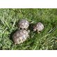 Griechische Landschildkröte
