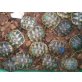 Griechische Landschildkröte