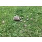 Griechische Landschildkröte