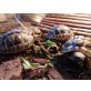 Griechische Landschildkröte