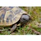 Griechische Landschildkröte