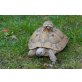 Griechische Landschildkröte