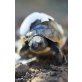 Griechische Landschildkröte