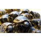Griechische Landschildkröte