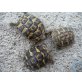 Griechische Landschildkröte