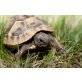 Griechische Landschildkröte