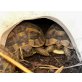 Griechische Landschildkröte