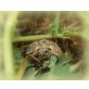 Griechische Landschildkröte