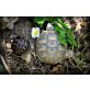 Griechische Landschildkröte