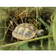 Griechische Landschildkröte