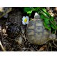 Griechische Landschildkröte