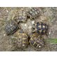 Griechische Landschildkröte