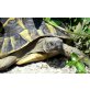 Griechische Landschildkröte