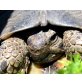 Griechische Landschildkröte