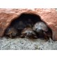 Griechische Landschildkröte