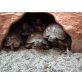 Griechische Landschildkröte