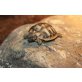 Griechische Landschildkröte