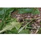 Griechische Landschildkröte