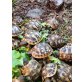 Griechische Landschildkröte