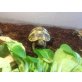 Griechische Landschildkröte