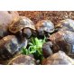Griechische Landschildkröte