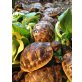 Griechische Landschildkröte