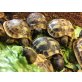 Griechische Landschildkröte