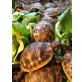 Griechische Landschildkröte