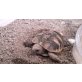 Griechische Landschildkröte