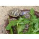 Griechische Landschildkröte