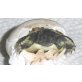 Griechische Landschildkröte