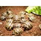 Griechische Landschildkröte