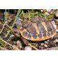 Griechische Landschildkröte