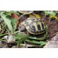Griechische Landschildkröte