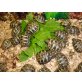 Griechische Landschildkröte