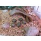 Griechische Landschildkröte
